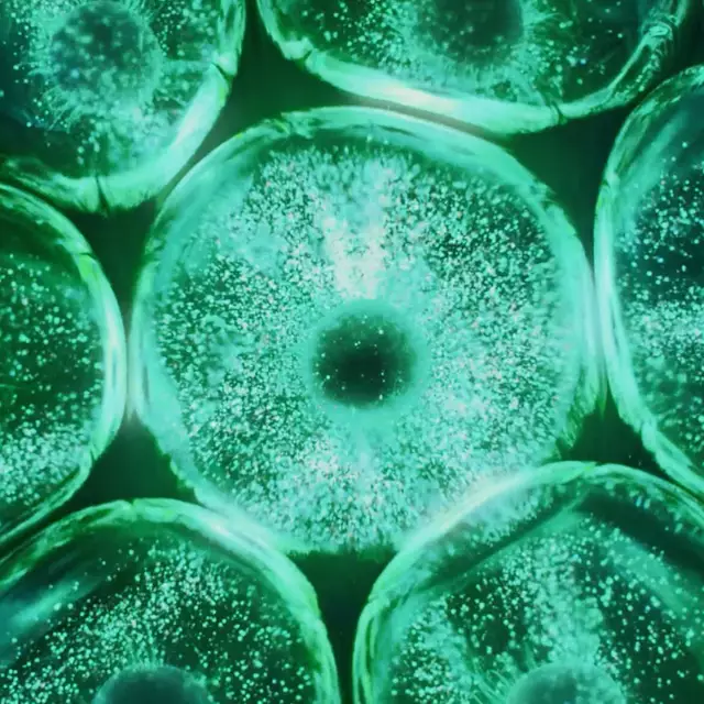 Microscopic pattern of green samphire native cells