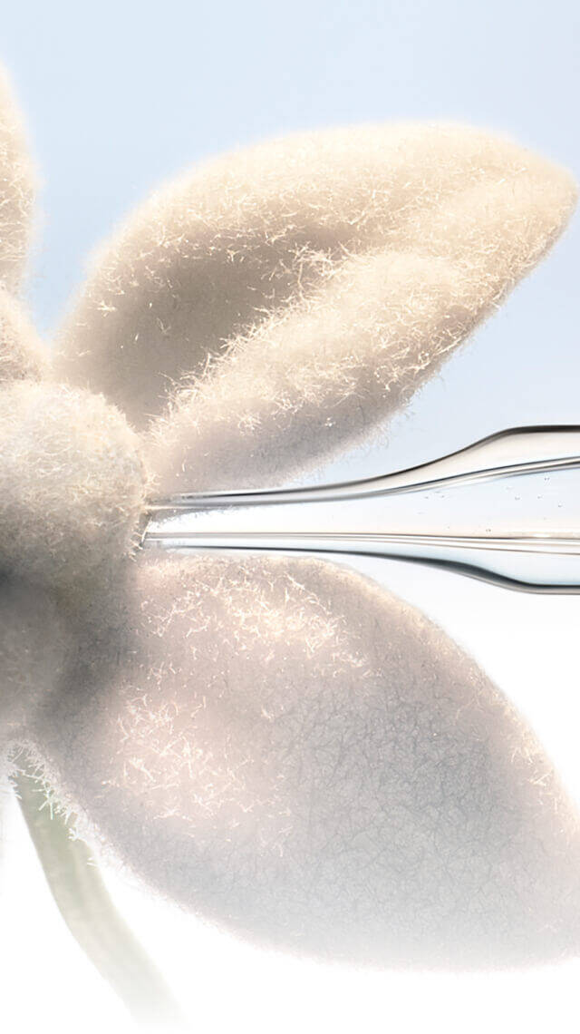 Close-up of a glass pipette touching a white edelweiss flower.
