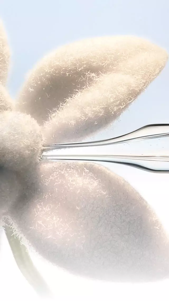 Close-up of a glass pipette touching a white edelweiss flower.