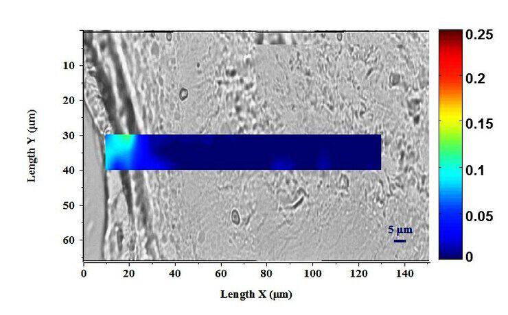 Pure Pro-XylaneTM Image