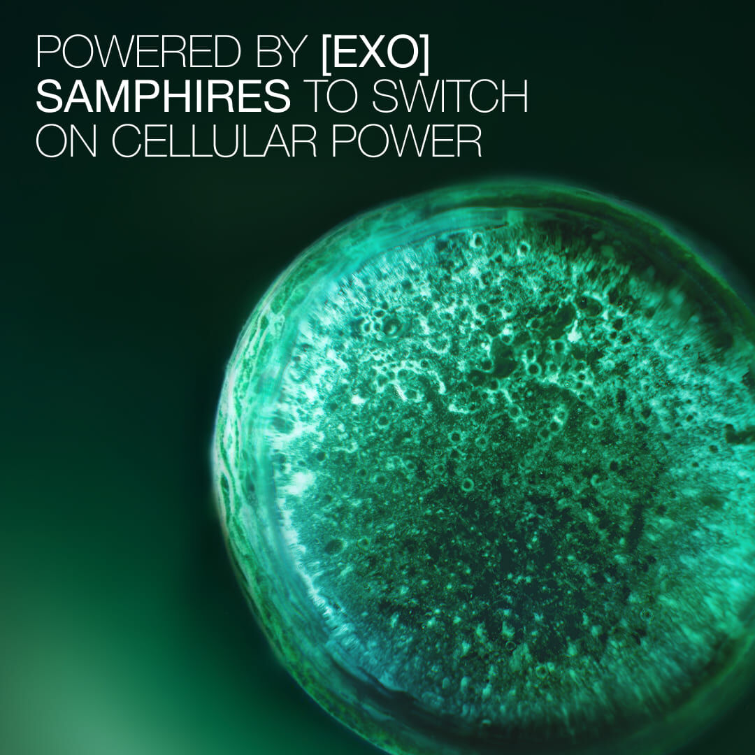 Microscopic view of native samphire cells activating cellular power.
